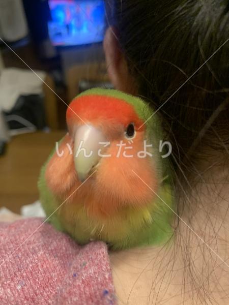迷い鳥の写真