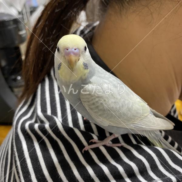 迷い鳥の写真
