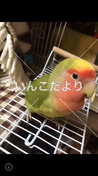 迷い鳥の写真