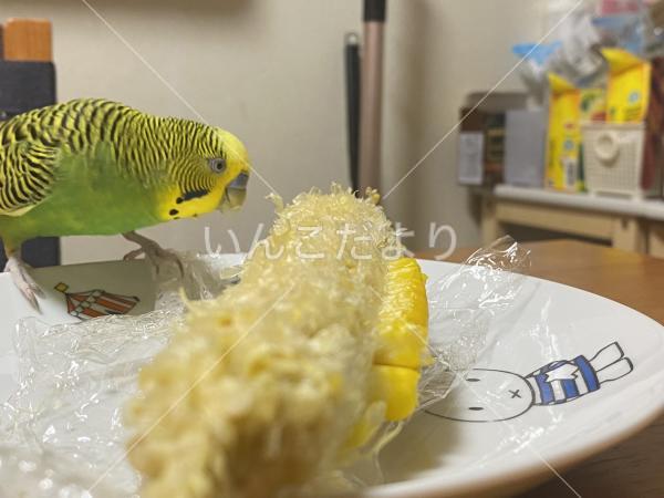 迷い鳥の写真