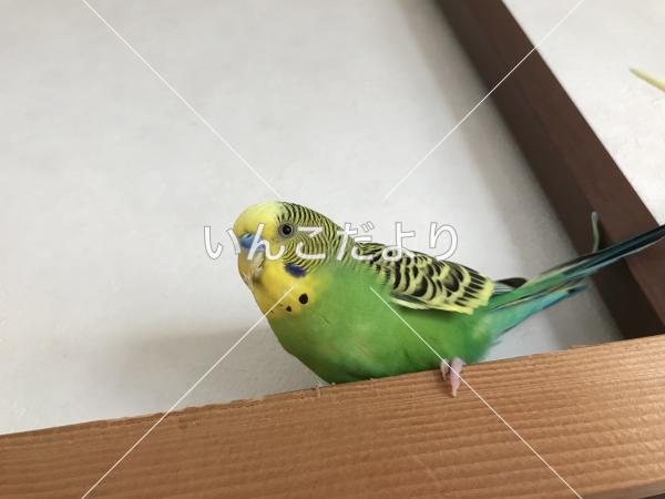 迷い鳥の写真