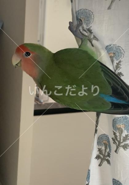 迷い鳥の写真