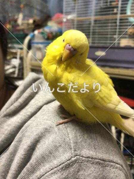 迷い鳥の写真