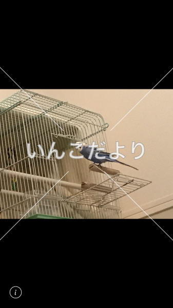 迷い鳥の写真