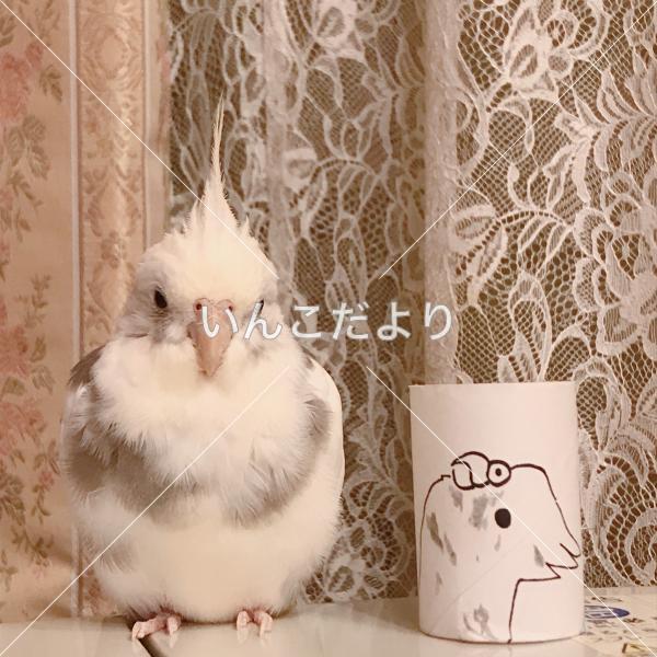 迷い鳥の写真