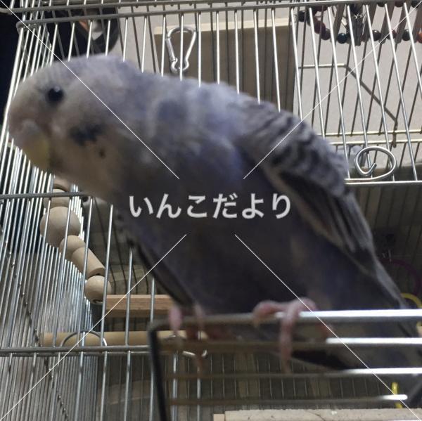 迷い鳥の写真