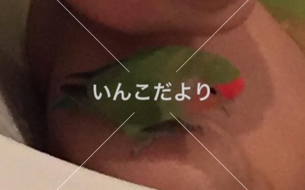 迷い鳥の写真