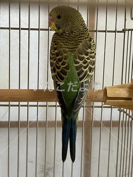 保護鳥の写真