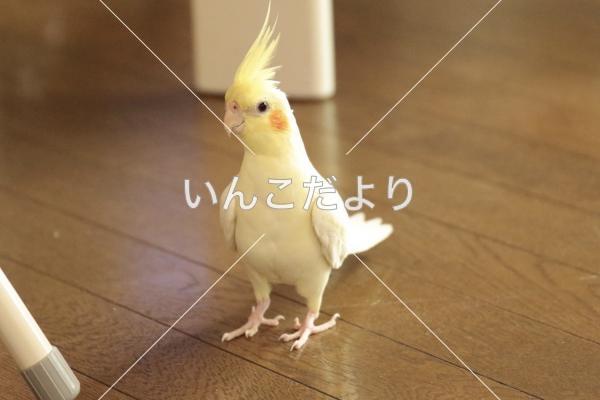 迷い鳥の写真