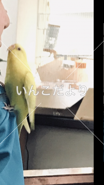 迷い鳥の写真