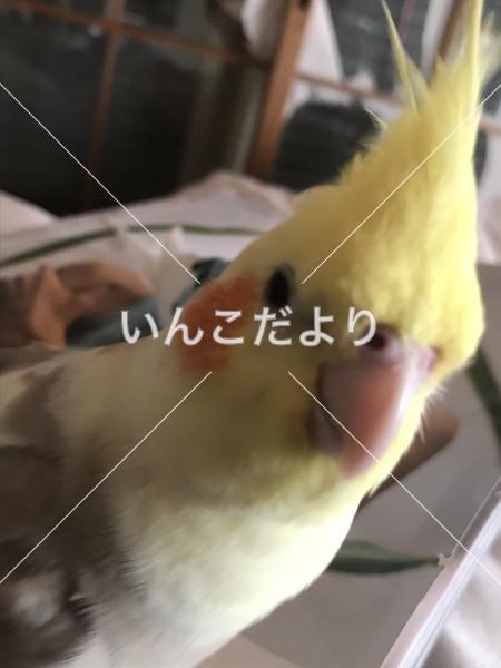 迷い鳥の写真