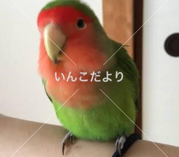 迷い鳥の写真
