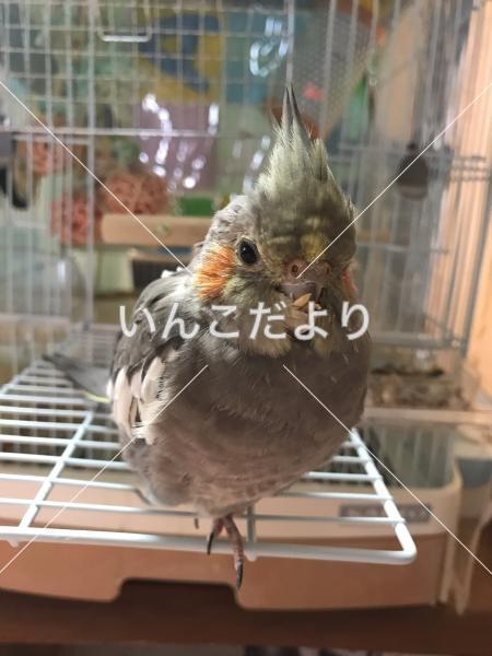迷い鳥の写真