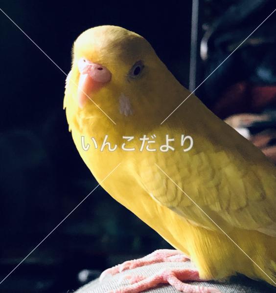 迷い鳥の写真