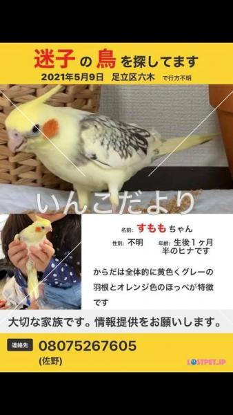 迷い鳥の写真