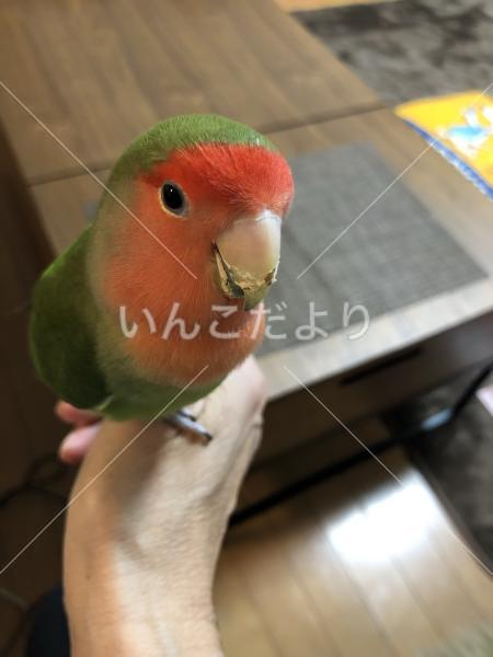 迷い鳥の写真