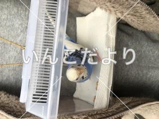 迷い鳥の写真