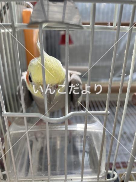 迷い鳥の写真