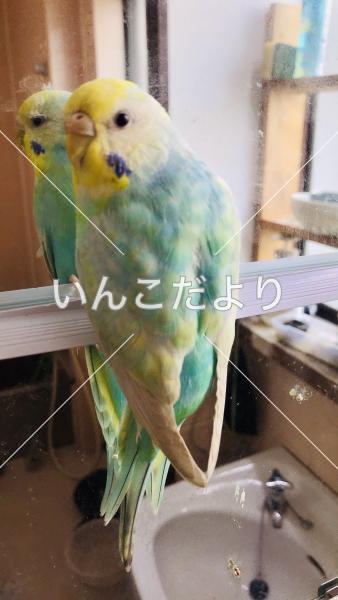 迷い鳥の写真