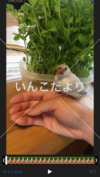迷い鳥の写真