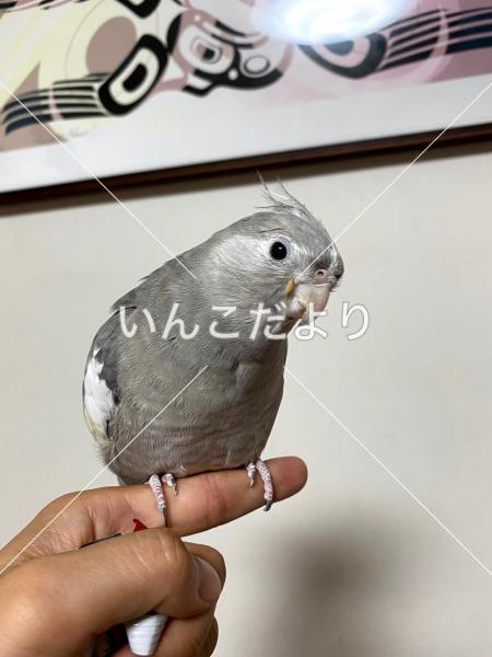 迷い鳥の写真