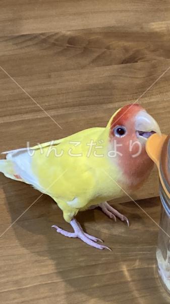 迷い鳥の写真
