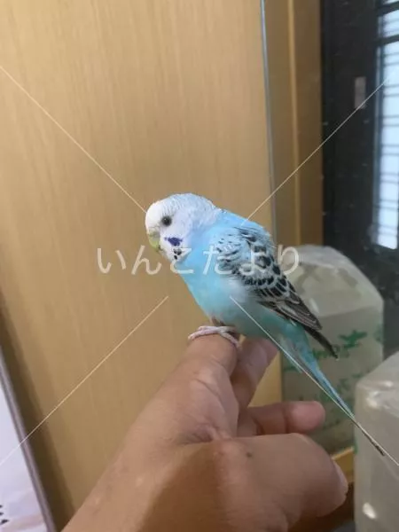 保護鳥の写真