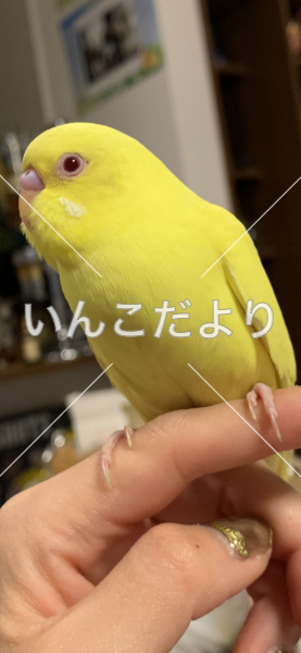 迷い鳥の写真
