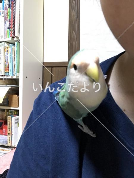 迷い鳥の写真