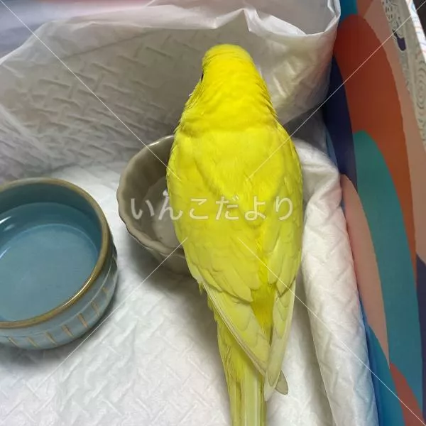 保護鳥の写真