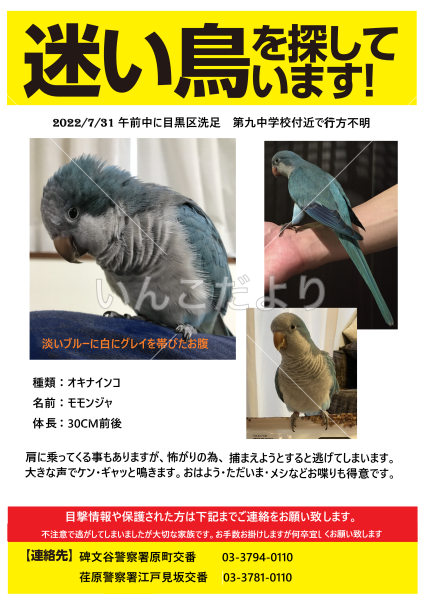 迷い鳥の写真