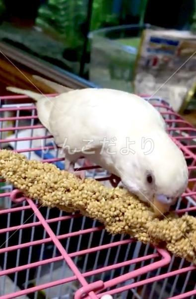迷い鳥の写真