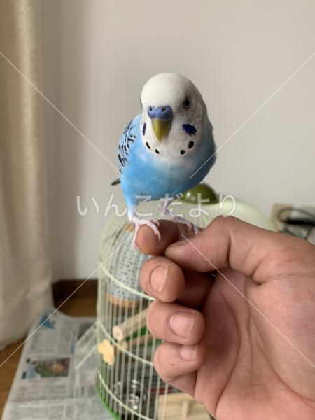 迷い鳥の写真