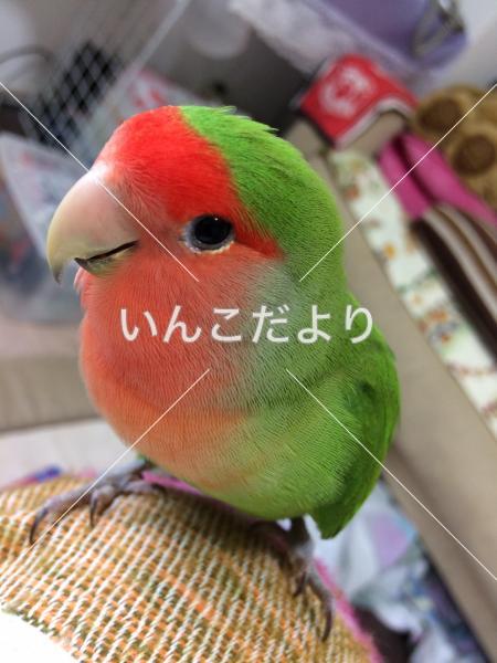 迷い鳥の写真