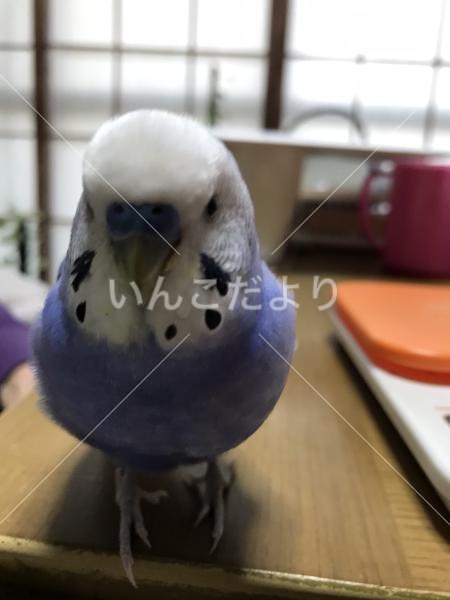 迷い鳥の写真