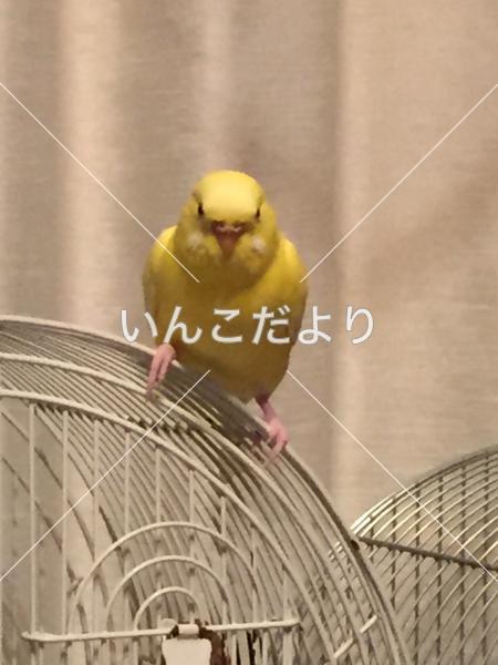 迷い鳥の写真
