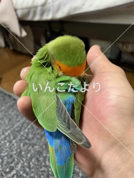 迷い鳥の写真