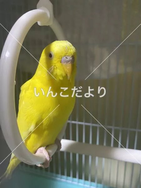 保護鳥の写真