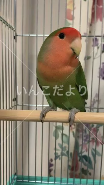 保護鳥の写真