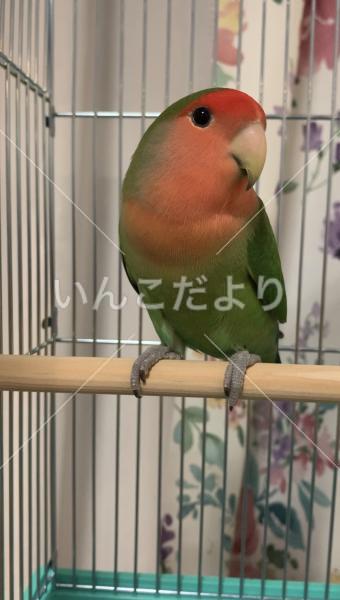 保護鳥の写真
