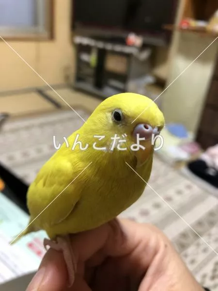 迷い鳥の写真