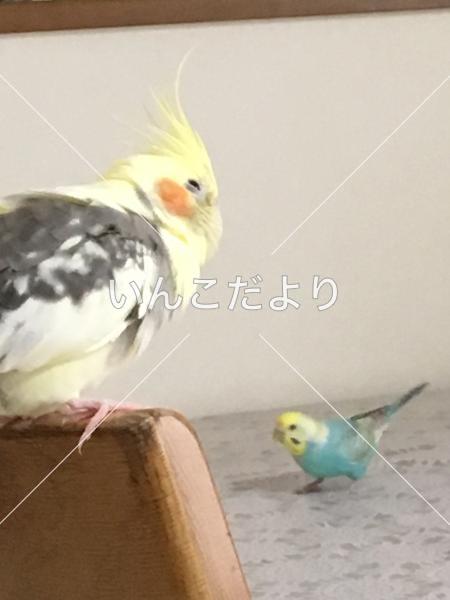 迷い鳥の写真