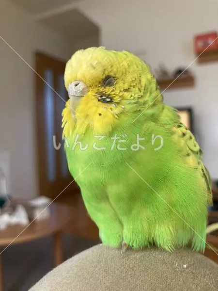 保護鳥の写真