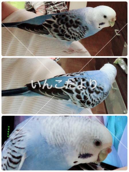 迷い鳥の写真
