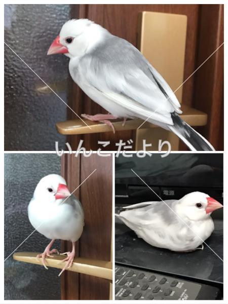 迷い鳥の写真