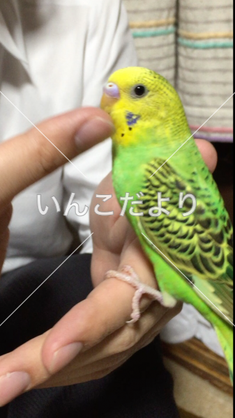 迷い鳥の写真