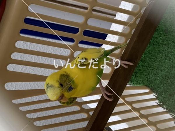 保護鳥の写真