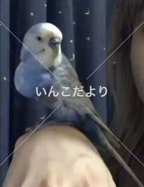 迷い鳥の写真