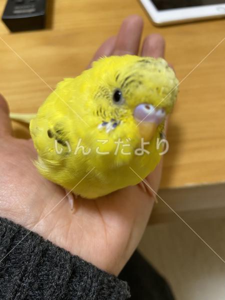 保護鳥の写真