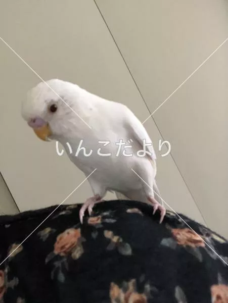 保護鳥の写真